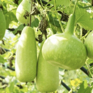 Green bottle gourds hanging on a vine.